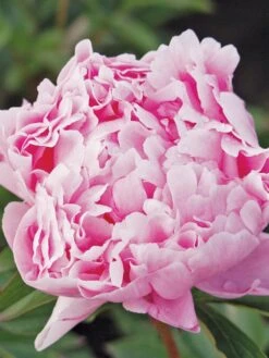 Peony, Sarah Bernhardt