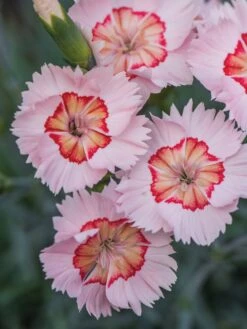 Dianthus, Georgia Peach Pie