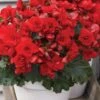 Begonia, Vermillion Red 2 Begonia, Vermillion Red -Hot Sale Flower Seed Store e67a5b54d8bbc5572208d710379bd0f6b79e725ba3b5e67f0153023040fbc87d