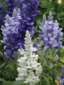 Salvia, Cathedral Series