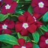 Vinca, Trailing Burgundy