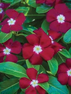 Vinca, Trailing Burgundy