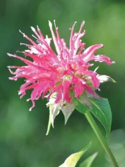 Monarda, Coral Reef PPAF -Hot Sale Flower Seed Store ebfcb6130bc84362bc5e1d447bab0aab15658ed2fc3c4befd1c6a614c90b18a2 1