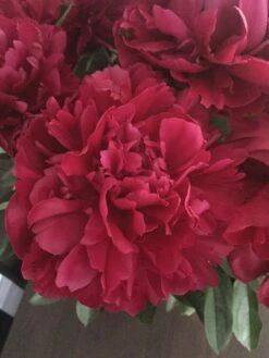Peony, Lady In Red