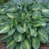 Hosta, Shadowland® Hudson Bay -Hot Sale Flower Seed Store f07973e61cf310279f269c215dd24782f1a6790a26e89927f5a6fbe3a05e4bdf