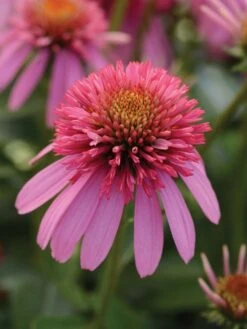 Echinacea, Double Scoop Bubble Gum -Hot Sale Flower Seed Store f0f92984f88d081eb6df95d0cbe08b87051a239892b61bdab86f09057d477e84 1