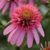 Echinacea, Double Scoop Bubble Gum -Hot Sale Flower Seed Store f0f92984f88d081eb6df95d0cbe08b87051a239892b61bdab86f09057d477e84