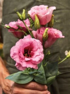 Lisianthus, Balboa Rose -Hot Sale Flower Seed Store f279c9940a3b0e1e04ea384d06bfde397432a4531be0149e25d425a41bf9749e 1