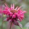 Monarda, Bees Knees -Hot Sale Flower Seed Store f5dccad07037343d5462d1bb36e7d00d27fdeccc9208b4c49ae4c345440477b1