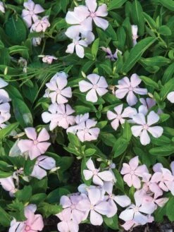 Trailing Vinca, Peach -Hot Sale Flower Seed Store f6c121df605b182461a52915e20338b95585c0fe68dab033f1c5ddfe824f28cd 1