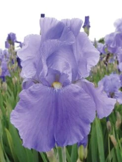 Iris, Sea Double -Hot Sale Flower Seed Store faf5317e6268423950dead2e7f5c07dc091b22ae4712e36f1b08b7c82897e8a1 1