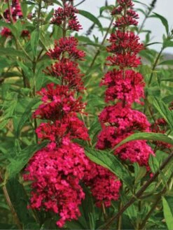 Buddleia, Prince Charming