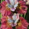 Iris, Peacock Butterfly Painted Woman -Hot Sale Flower Seed Store fd084daf1287f732f341d80394d54c5d8dbd28b37b3b5ba5824f92f6a3c81fac