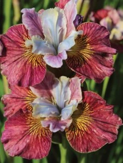 Iris, Peacock Butterfly Painted Woman