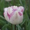 Tulip, Shirley 1 Tulip, Shirley -Hot Sale Flower Seed Store ff457301c991563aa696787053b6ec11b1623bdfd218a100f353c62baca7b677