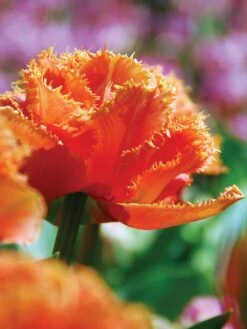 Tulip, Sensual Touch 8 Tulip, Sensual Touch -Hot Sale Flower Seed Store prod001432 main 1