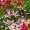 Lilies, Perennial Mixed -Hot Sale Flower Seed Store prod001594 alt1