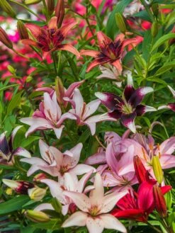 Lilies, Perennial Mixed