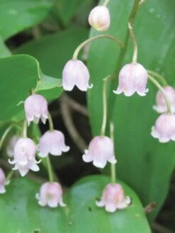 Lily Of The Valley, Rose 9 Lily Of The Valley, Rose -Hot Sale Flower Seed Store prod002846 alt1 1