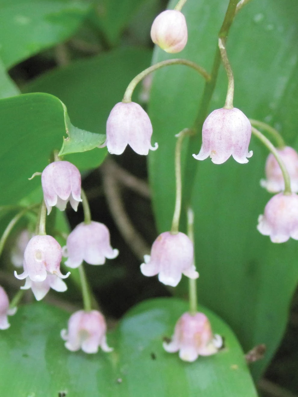 Lily Of The Valley, Rose 4 Lily Of The Valley, Rose - Image 2