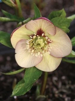 Hellebore, Painted Bunting -Hot Sale Flower Seed Store prod002863 alt1 1