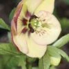 Hellebore, Painted Bunting -Hot Sale Flower Seed Store prod002863 main