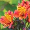 Alstroemeria, Indian Summer 1 Alstroemeria, Indian Summer -Hot Sale Flower Seed Store prod099452 main