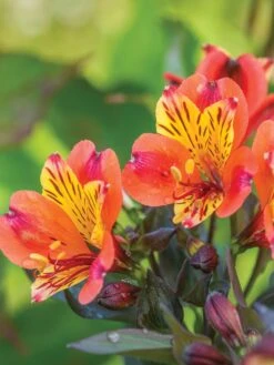 Alstroemeria, Indian Summer