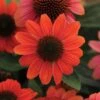 Echinacea, Sombrero Hot Coral -Hot Sale Flower Seed Store prod099894 main