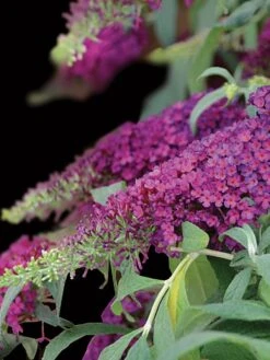 Buddleia, Queen Of Hearts
