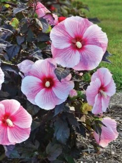 Hibiscus, Starry Starry Night -Hot Sale Flower Seed Store prod099954 alt1 1