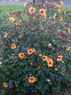 Dahlia, Mystic Spirit -Hot Sale Flower Seed Store prod100051 alt2