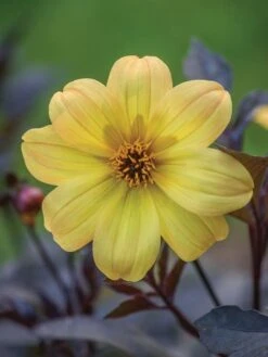 Dahlia, Mystic Illusion -Hot Sale Flower Seed Store prod100052 main 1