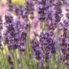 Lavandula Angustifolia, Forever Blue -Hot Sale Flower Seed Store prod100099 main