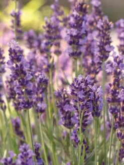 Lavandula Angustifolia, Forever Blue