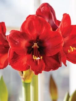 Amaryllis, Carmen -Hot Sale Flower Seed Store prod100158 main 1