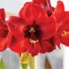 Amaryllis, Carmen -Hot Sale Flower Seed Store prod100158 main