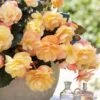 Begonia, Fragrant Falls Peach 2 Begonia, Fragrant Falls Peach -Hot Sale Flower Seed Store prod500047 main