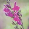 Salvia, Arctic Blaze Purple -Hot Sale Flower Seed Store prod500082 main