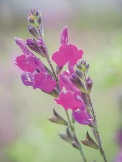Salvia, Arctic Blaze Purple