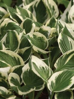 Hosta, Minuteman