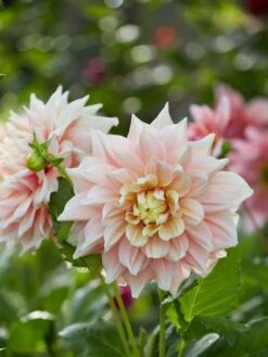 Dahlia, Break Out -Hot Sale Flower Seed Store prod500257 main 1