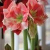 Amaryllis, Rosalie -Hot Sale Flower Seed Store prod500345 alt1