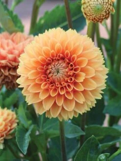 Dahlia, Cornel Bronze -Hot Sale Flower Seed Store prod500553 alt1