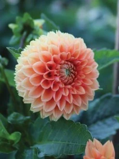 Dahlia, Cornel Bronze -Hot Sale Flower Seed Store prod500553 alt2 1