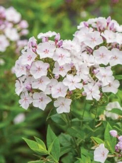 Phlox Paniculata, Party Girl 12 Phlox Paniculata, Party Girl -Hot Sale Flower Seed Store prod500713 alt1 1