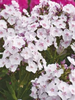 Phlox Paniculata, Party Girl 10 Phlox Paniculata, Party Girl -Hot Sale Flower Seed Store prod500713 alt2