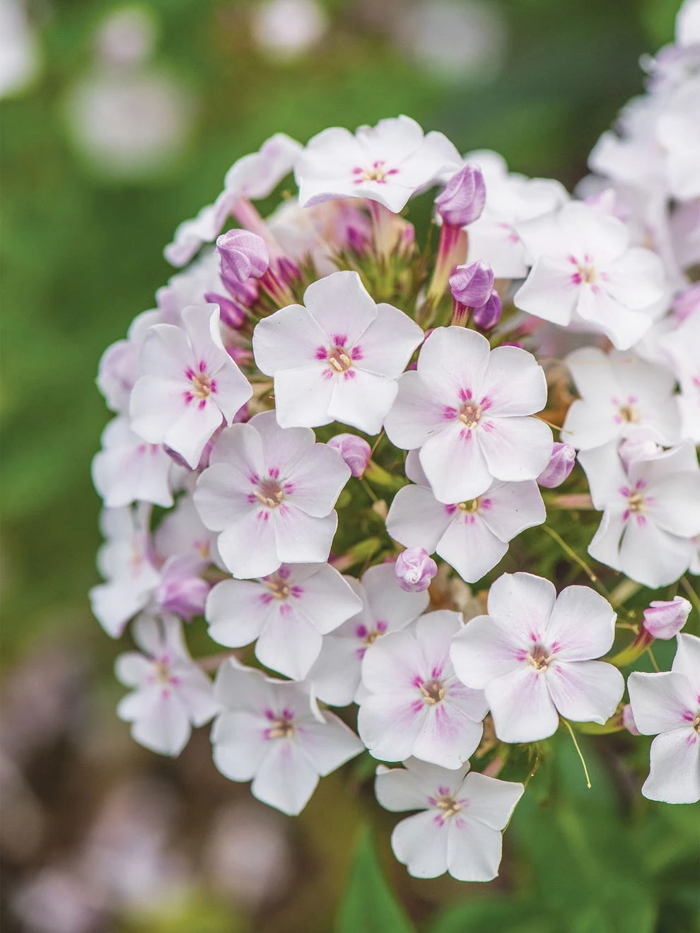 Phlox Paniculata, Party Girl 3 Phlox Paniculata, Party Girl