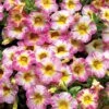 Calibrachoa, Cha-Cha Diva Hot Pink -Hot Sale Flower Seed Store prod500843 alt1