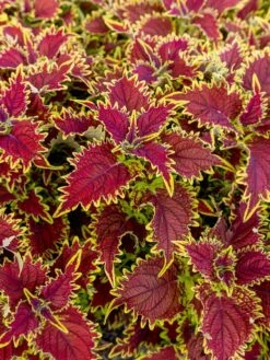 Coleus, Copperhead -Hot Sale Flower Seed Store prod600036 alt2 1